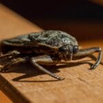 pexels-velmr-9998530